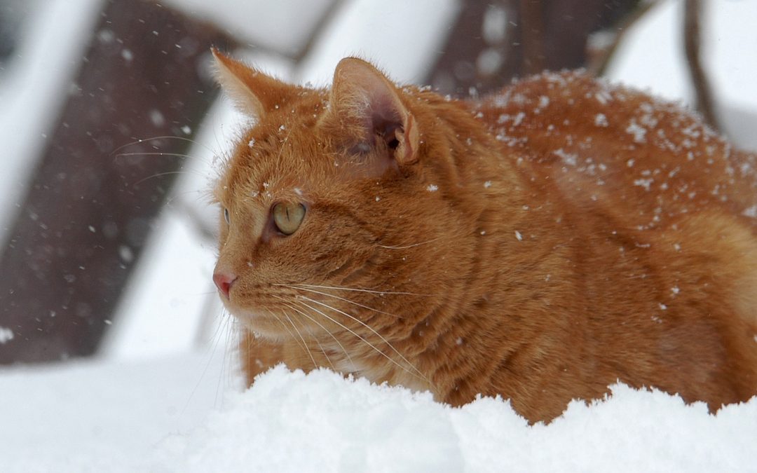 Katter i kulden