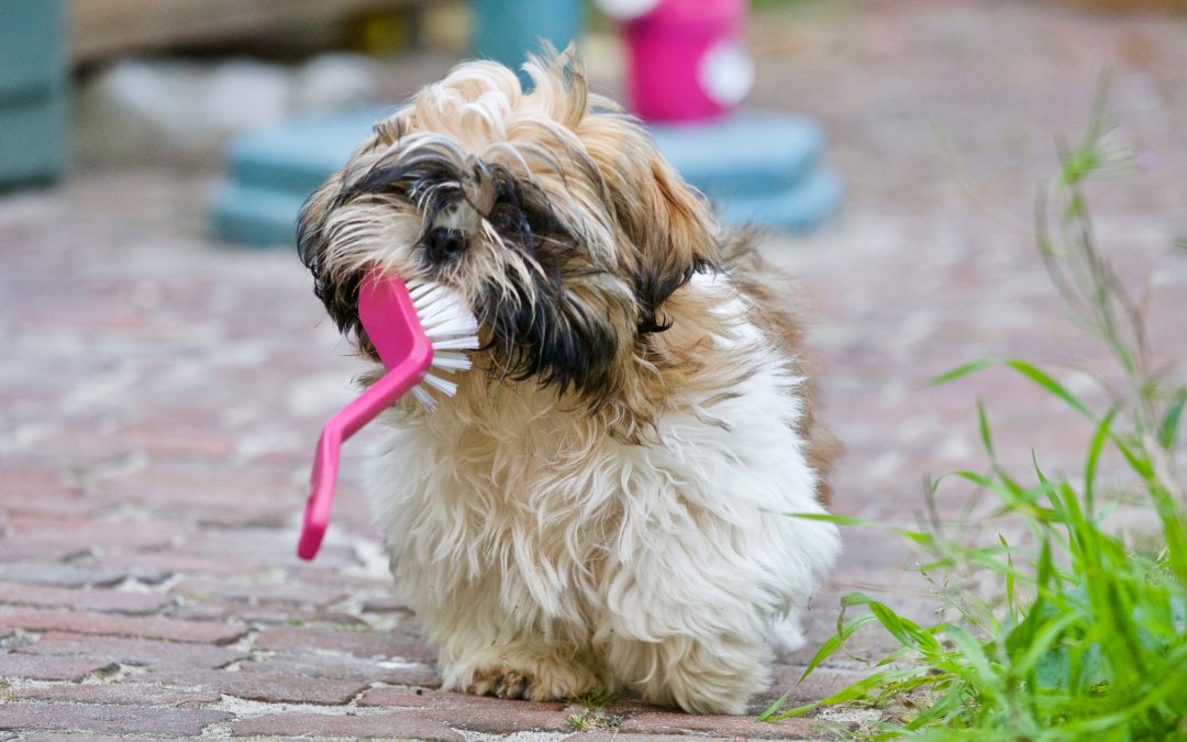 Tips for å pusse hundens tenner